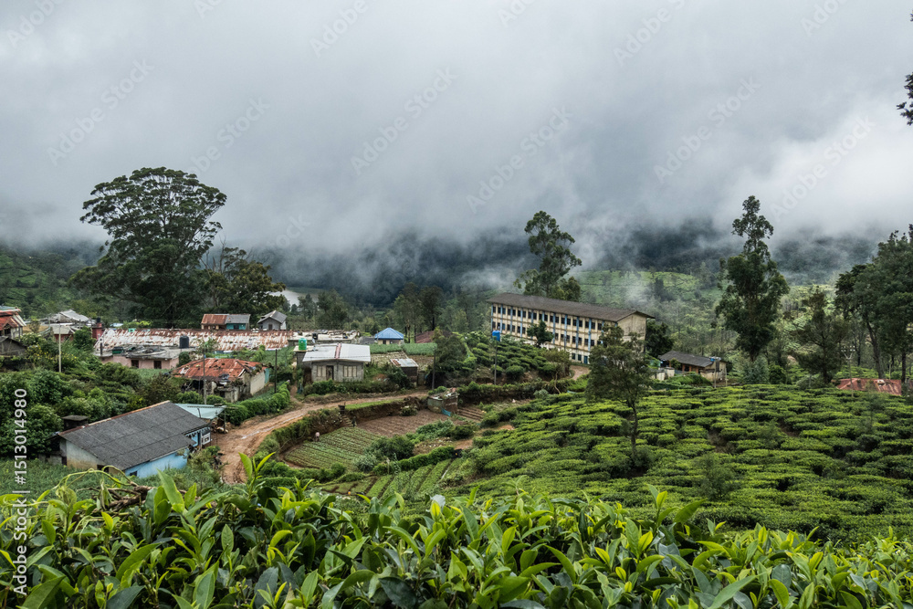 Fototapeta premium Beautiful misty tea country on the Pekoe Trail, Nuwara Eliya, Sri Lanka