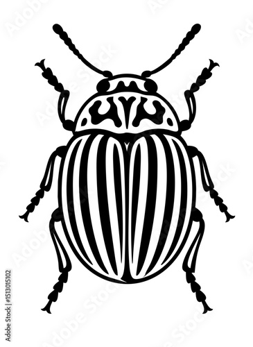 Potato Beetles Order Coleoptera