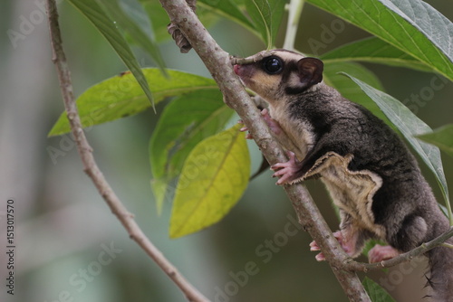 sugar glider, squirrel, flying squirrel, photo of a sugar glider happily perching on a tree