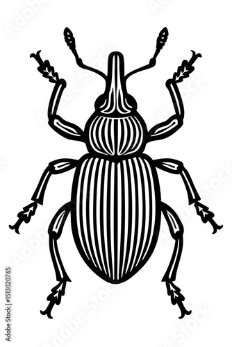 Weevil Beetles Order Coleoptera