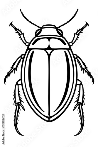 Water Beetles Order Coleoptera