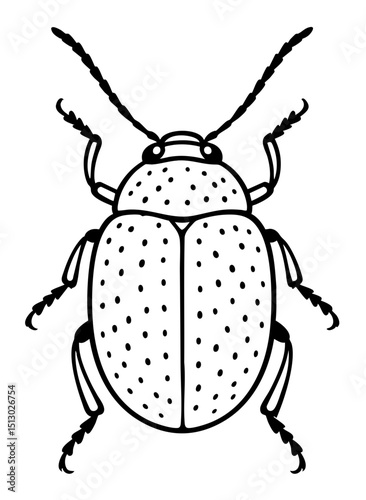 Leaf Beetles Order Coleoptera