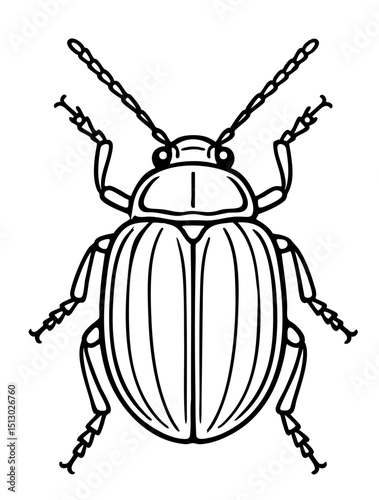 Leaf Beetles Order Coleoptera