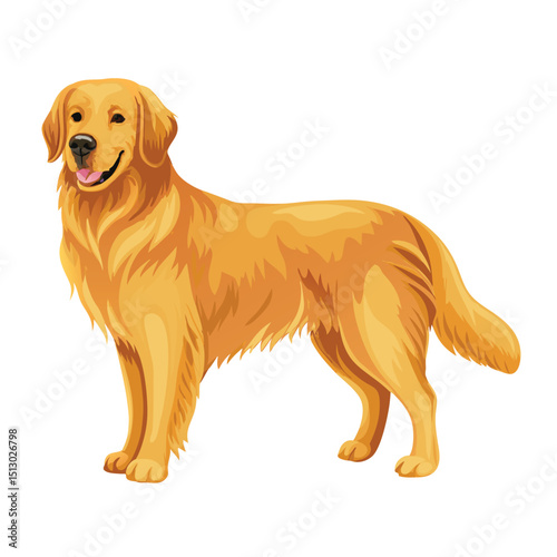 Golden Retriever Dog Standing Vector Illustration on White Background