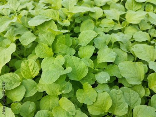Wallpaper Mural Close up of fresh green spinach in organic plant garden, vegetarian cuisine Torontodigital.ca