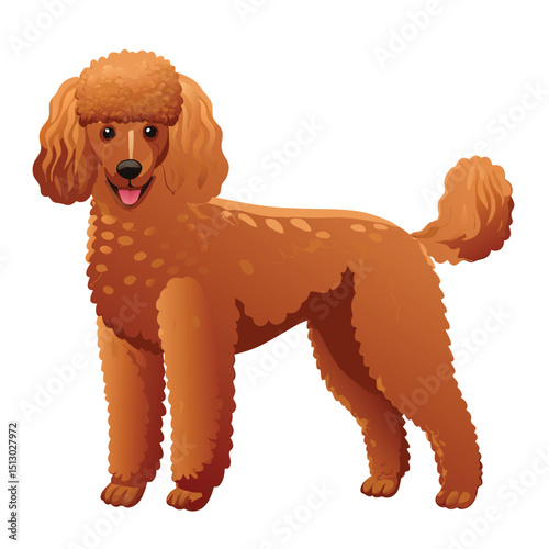 Poodle dog vector cartoon on white background 
