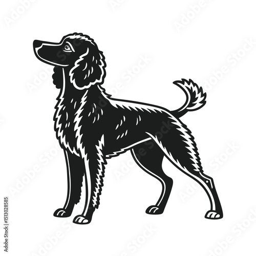 Silhouette of a poodle dog  Vector on white background