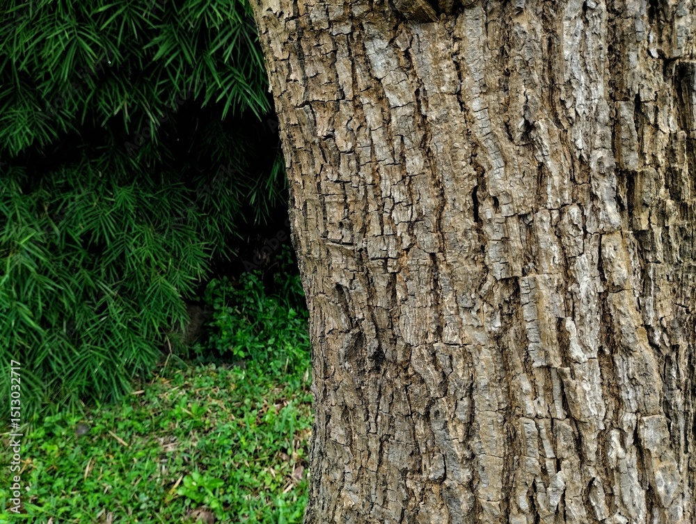 Fototapeta premium rough textured tree bark. natural background. texture effect