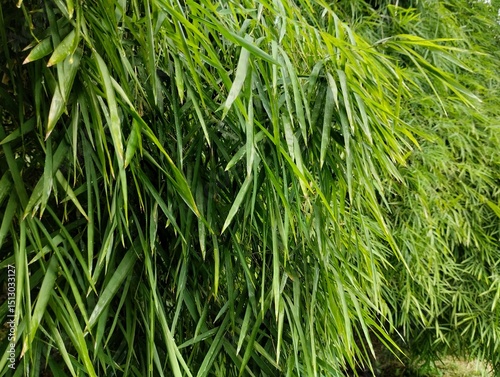 Bamboo leaves. The benefits of bamboo leaves are very diverse, including health, beauty, and agriculture.