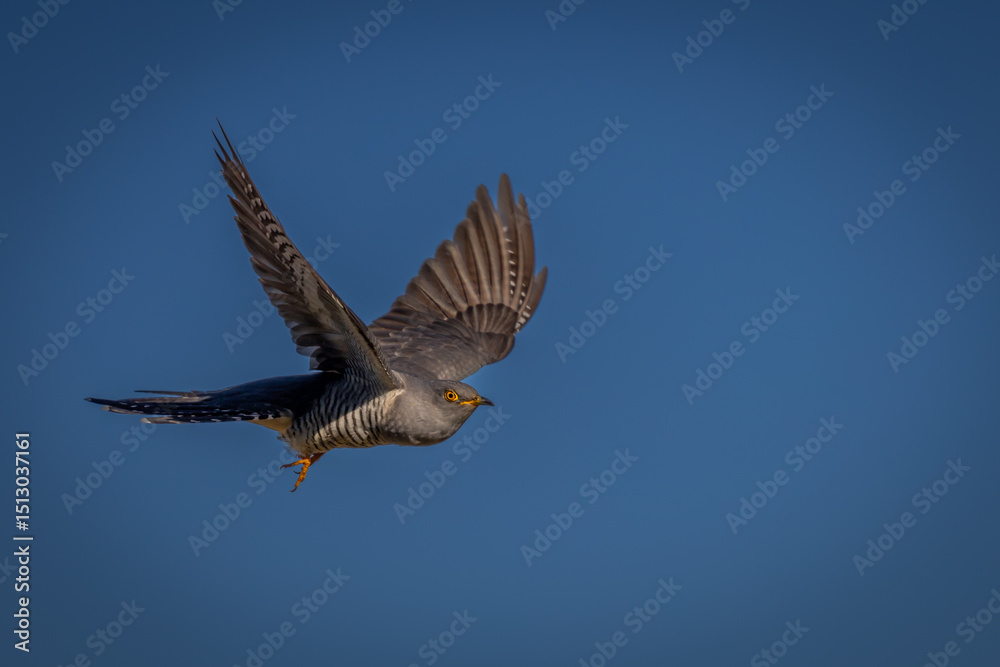 Obraz premium The Common Cuckoo is looking for rivals in its territory.