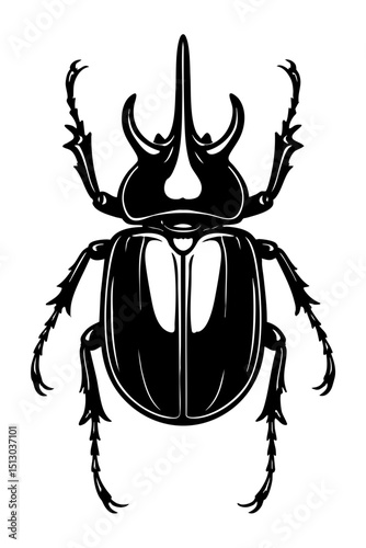 Rhinoceros Beetles Order Coleoptera