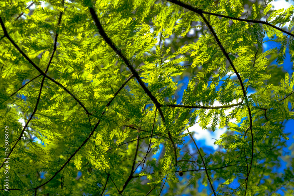 Fototapeta premium green leaves against blue sky