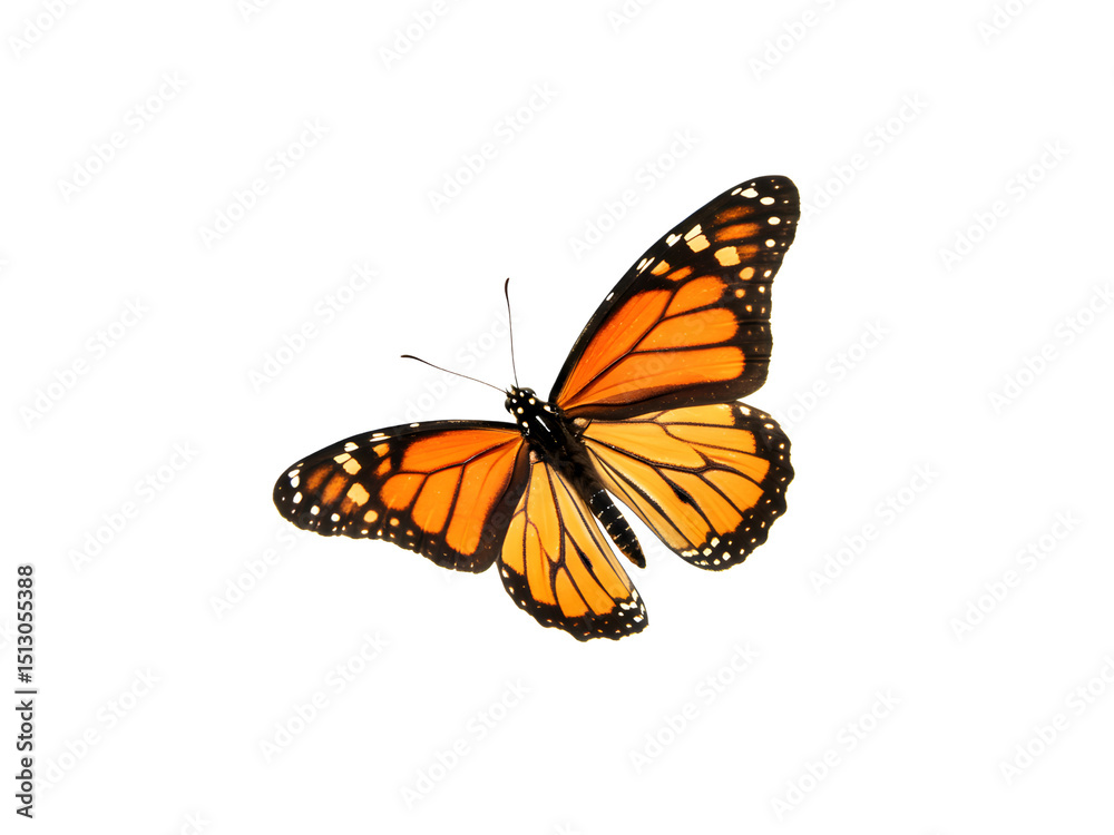 Fototapeta premium Beautiful blue Morpho butterfly perched delicately, isolated on a plain background – symbolizing transformation, hope, and the delicate beauty of nature’s colorful wings.