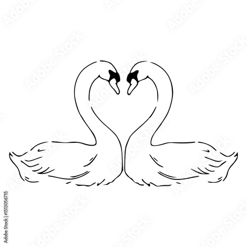 romantic swans heart shape vector