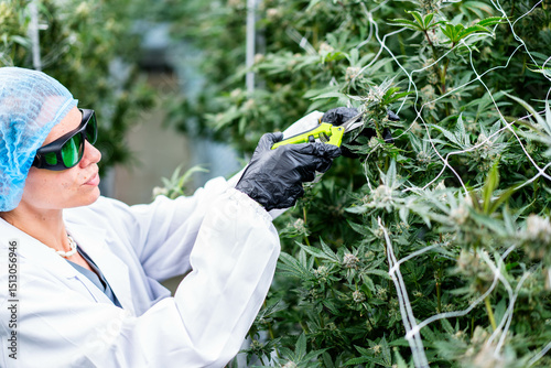 Expert cultivator trims cannabis buds in a vibrant plantation, ensuring quality and health.