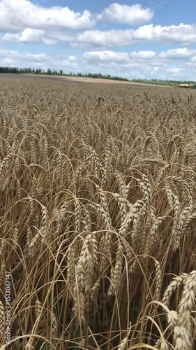 Winter wheat. A wide field of ripe wheat stretching to the horizon. Yellow spikelets of plants - farmers are ready to start the harvest, threshing the grain of future wheat bread