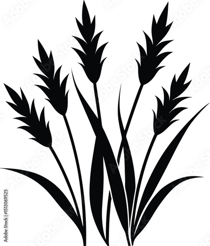 Napier grasses silhouette vector illustration on transparent background