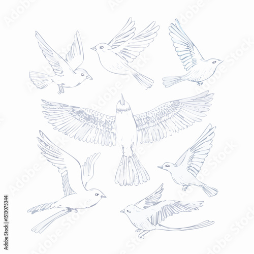 Graceful birds drawn by hand in flying and resting poses.
