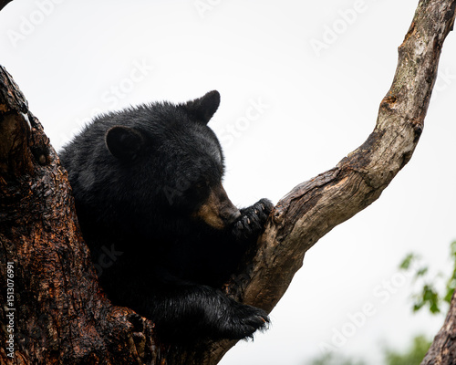 Wet black bear sitting in the crook of a tree sniffing its paw