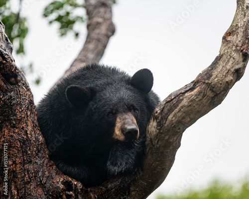 Wet black bear sitting in the crook of a tree