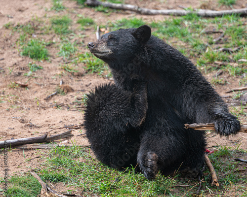 bBlack bear scratching itself with its back paw
