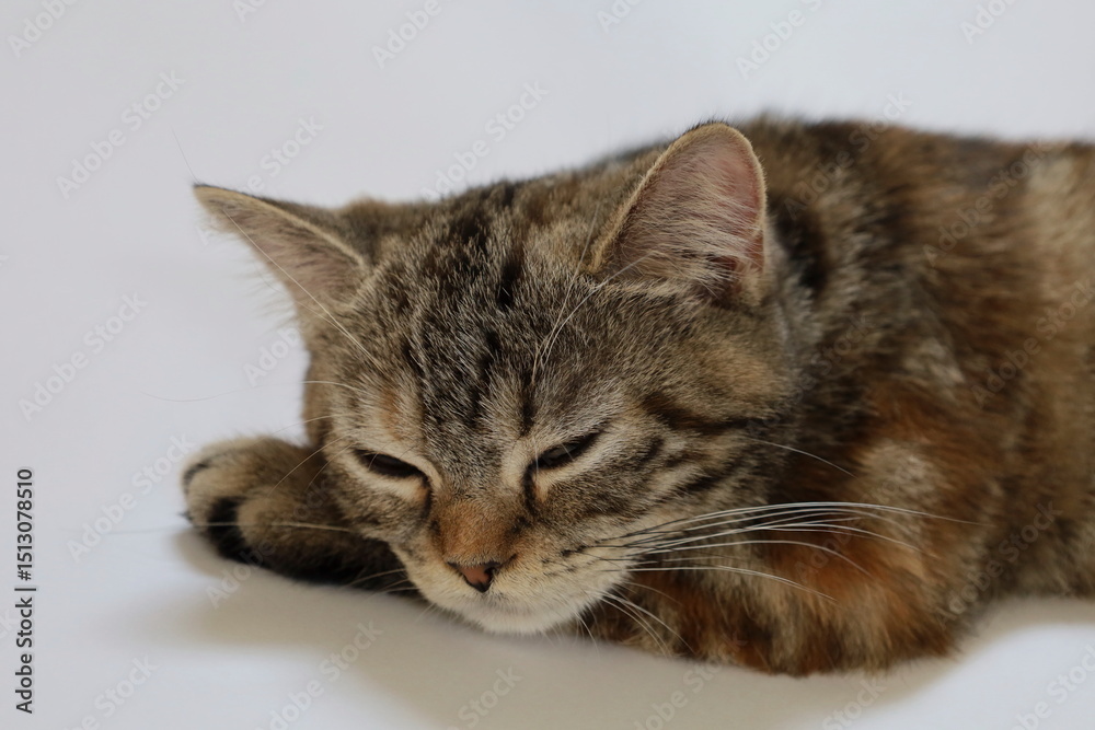 Obraz premium 疲れた猫