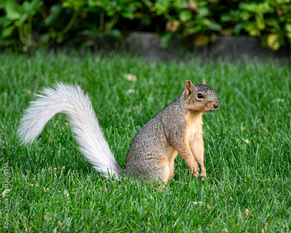 Eastern Gray Squirrel in the grass of a yard Eastern Gray Squirrel in the grass of a yard