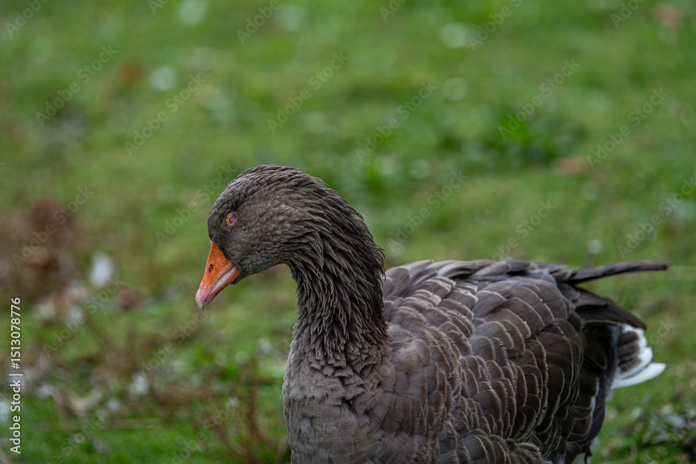 Fototapeta premium domestic goose with missing eye in a green field