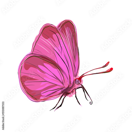 illustration of a pink butterfly without background