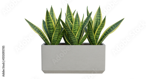Isolated Sansevieria Plant in Rectangular Gray Planter Pot
