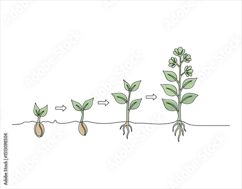 Hand-drawn single-line vector of plant development.

