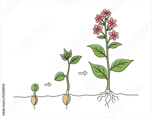 Continuous one-line vector showing stages of plant growth.


