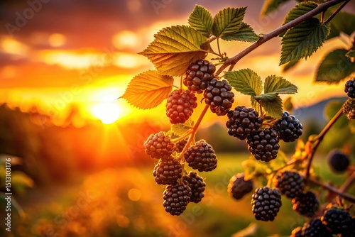 Silhouette Blackberry Harvest: Dark Garden Photography, Backlit Berries, Summer Fruit Silhouette