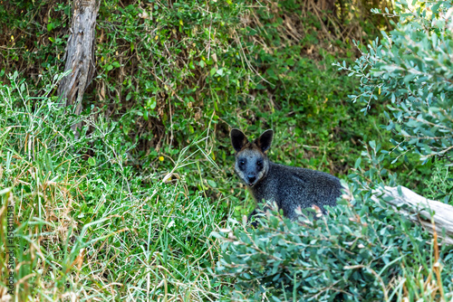 Wild Swamp Wallaby Feeding in Wilsons Promontory National Park – Wild Australian Marsupial in Natural Habitat