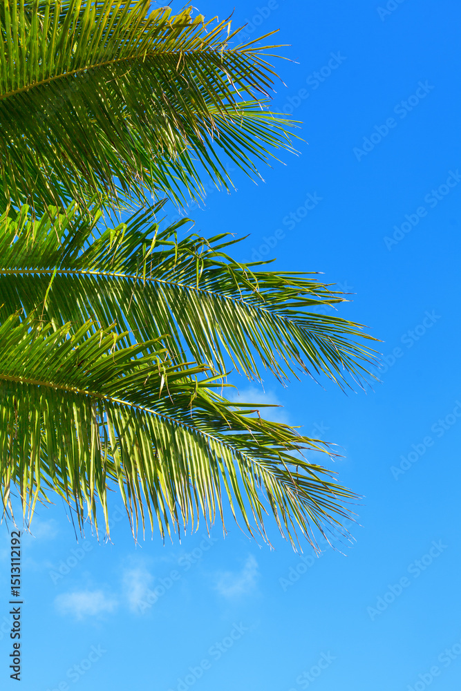 Fototapeta premium Green coconut palm tree leaves texture blue sky background closeup, palm leaf decoration, palm branch frame, exotic foliage pattern, tropical island sea beach, summer holidays, vacation, travel banner