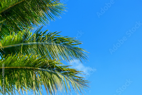 Green coconut palm tree leaves texture blue sky background closeup, palm leaf decoration, palm branch frame, exotic foliage pattern, tropical island sea beach, summer holidays, vacation, travel banner