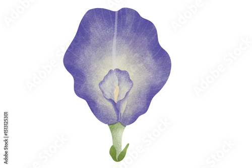 Fototapeta Naklejka Na Ścianę i Meble -  Watercolor Butterfly Pea illustration.