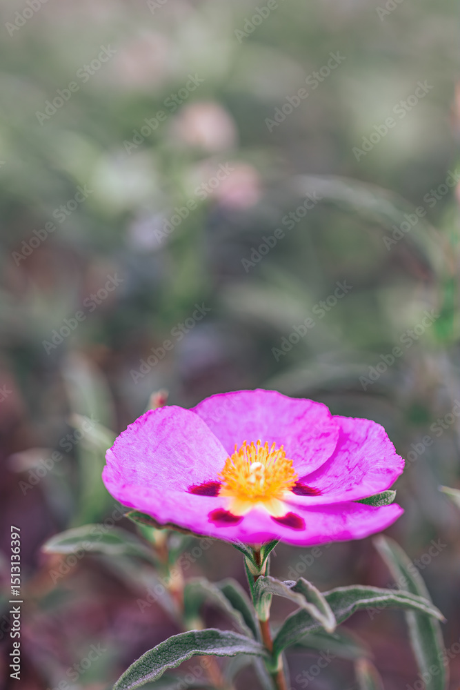 Fototapeta premium Plant