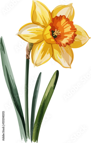 yellow daffodil isolated on white