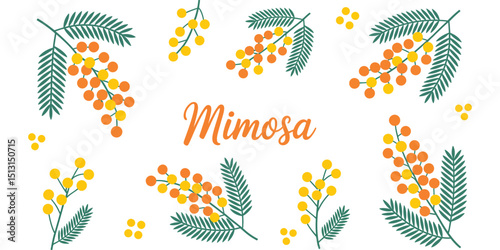 Mimosa Flower Design Elegant Spring Botanical Illustration