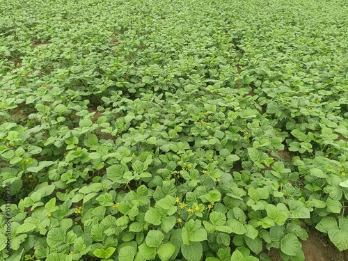 Vigna radiata, Green Mung bean crop close up in agriculture field, Mung bean green pods (Vigna radiata) and mung bean leaves on the mung bean stalk. Indian farming and Indian meal.