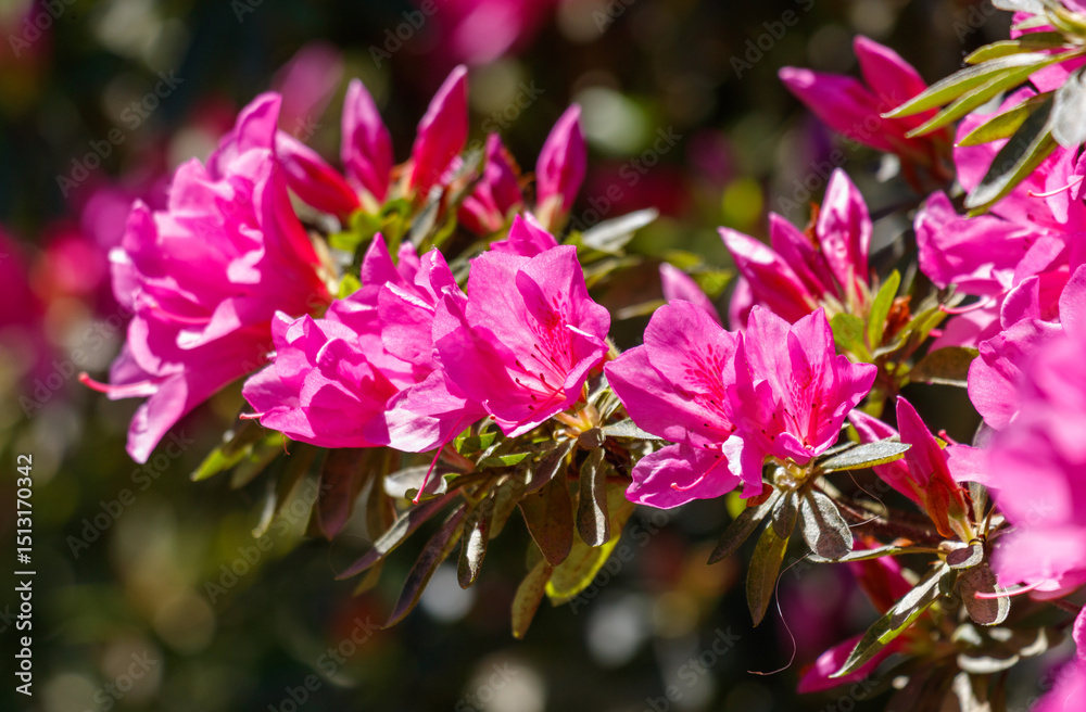 Obraz premium A bunch of pink flowers with green leaves