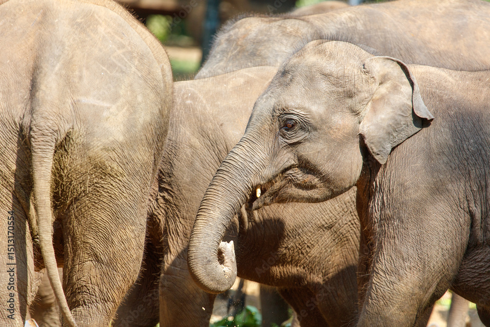 Fototapeta premium A baby elephant is standing next to two other elephants