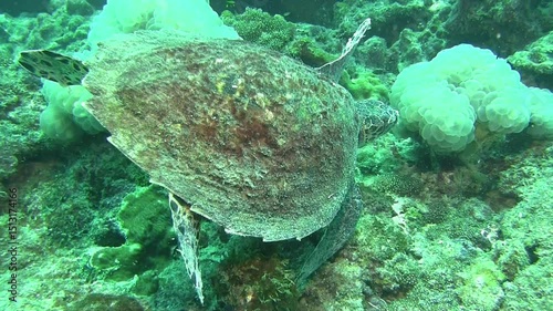 Greetings of Hawksbill turtle during meal