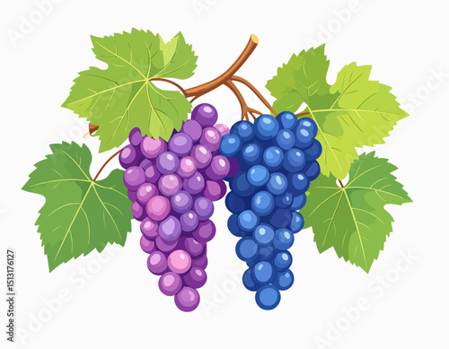 Two bunches of grapes one purple and one blue hang from a brown stem surrounded by green grape leaves