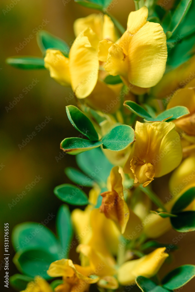 Fototapeta premium Broom is a shrub with bright yellow flowers and small leaves. Beautiful yellow flower close-up on a blurred background