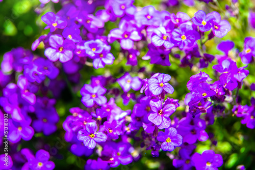 Wallpaper Mural Blue flowers bloom in the botanical garden
 Torontodigital.ca