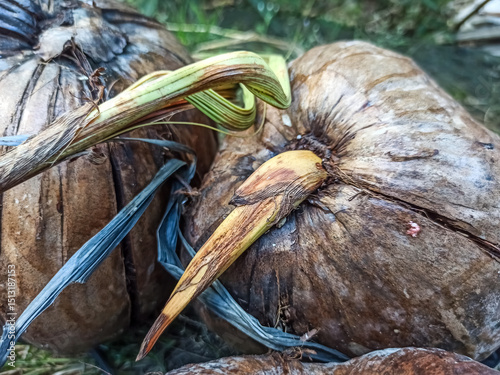 close-up of old coconut
