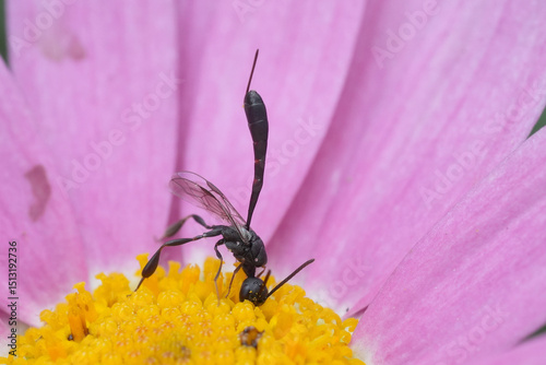 Closeup on a parasitic wasp species, Gasteruption on a pink flower in the garden