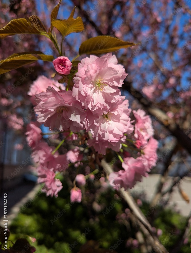 Fototapeta premium Sakura tree blossom in a decorative park area. The cherry blossom season creates a mood in the spring. Full, richly petaled, delicately pink flowers are densely arranged on the branches of the tree
